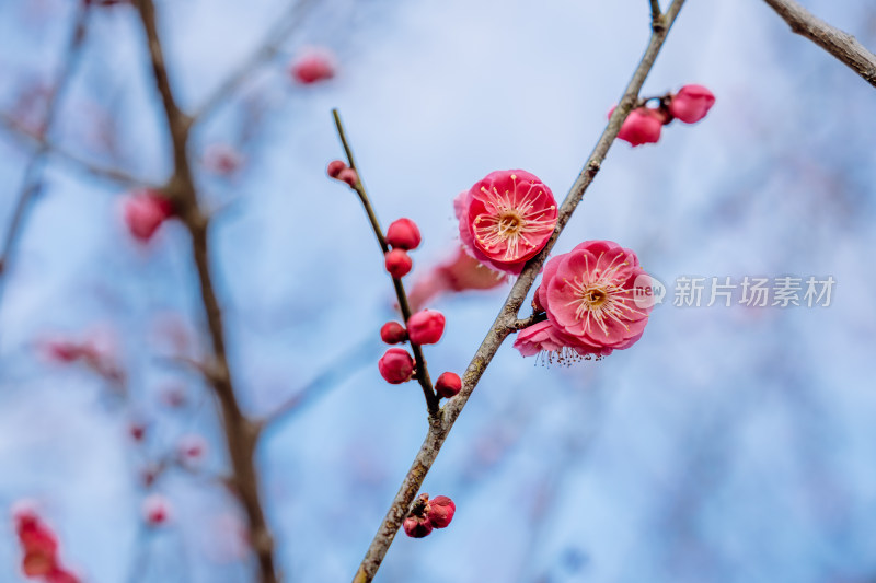 西溪湿地盛开的梅花