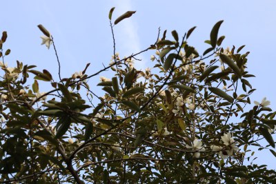 枝头绽放的白色花朵