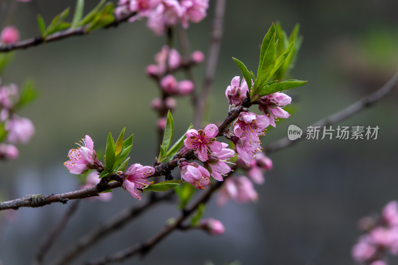 春天雨后枝头粉红色桃花盛开