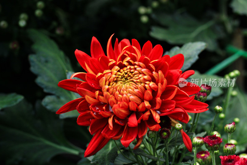 菊花鲜花实拍素材