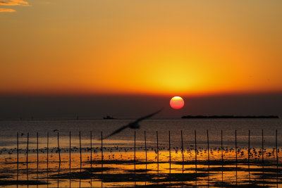 海边日落飞鸟景观