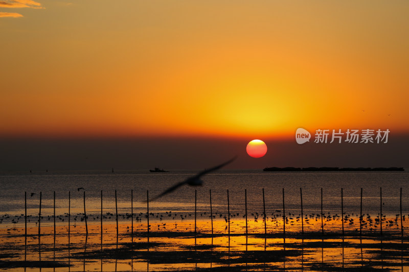 海边日落飞鸟景观