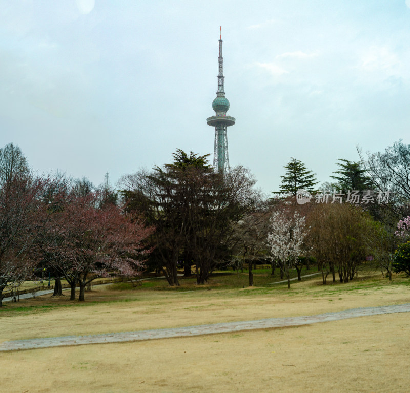 青岛中山公园初春时节的樱树