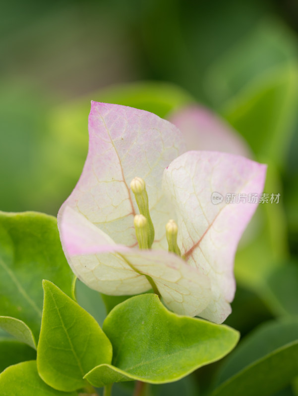 春天的三角梅开花特写