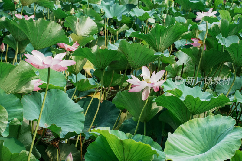 北京圆明园荷花