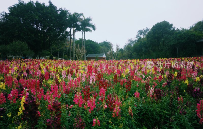 佛山市三山森林公园金鱼草花海