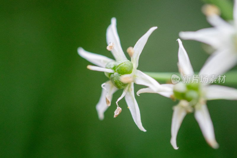 韭菜花特写