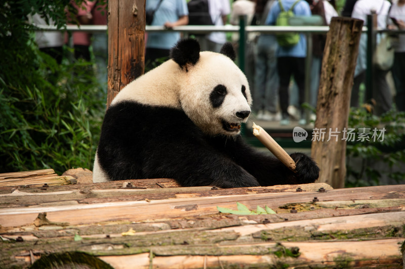 南京红山动物园憨态可掬的大熊猫吃竹子