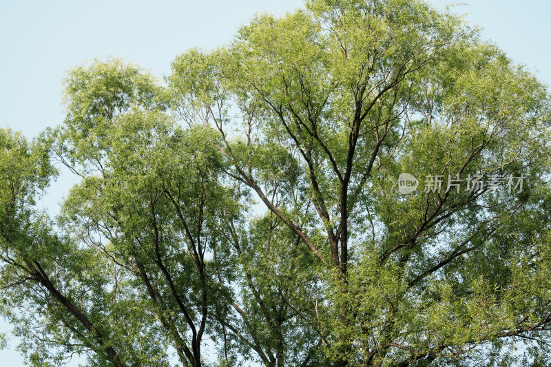 北京圆明园公园树林风景