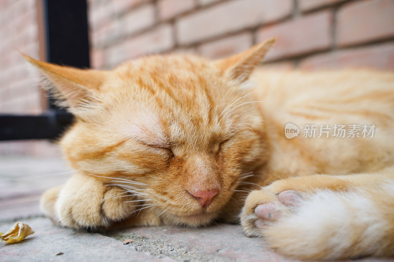 橘猫在街道旁休息