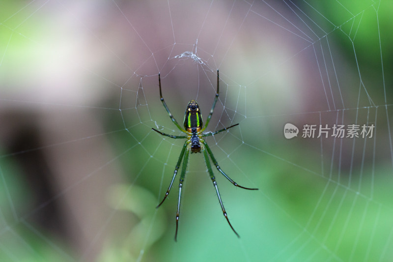 西里银鳞蜘蛛 在蛛网上的微距特写镜头