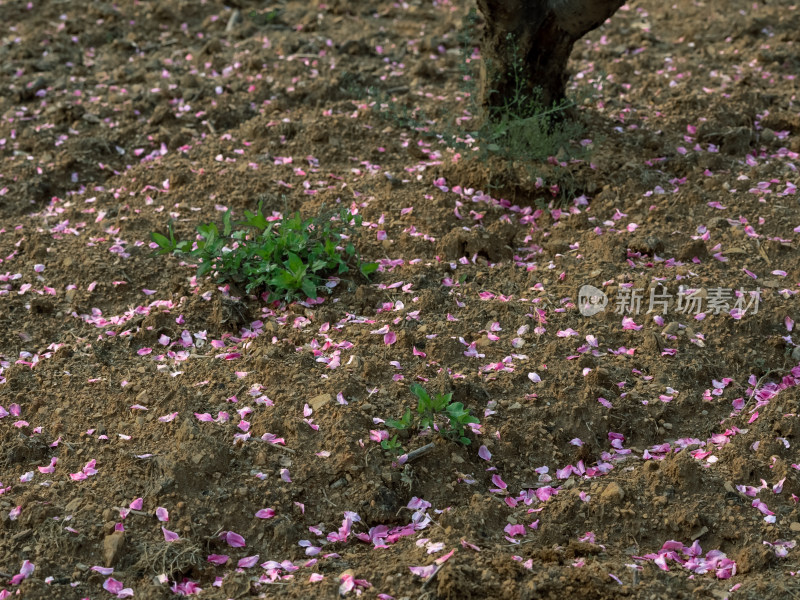 春天果园土地上花瓣满地