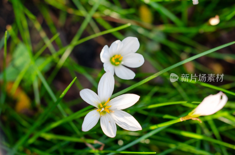 洁白的葱莲花特写