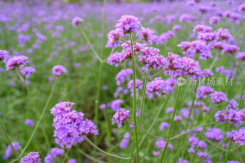 马鞭草的浪漫花海