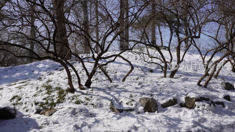 雪松冰雪下雪雪后冬季圆明园