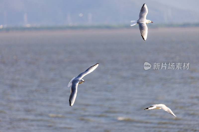 海鸥、红嘴鸥