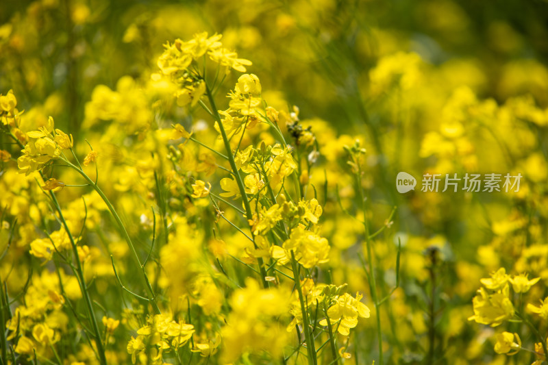 春天野外金灿灿的油菜花田金黄色花海