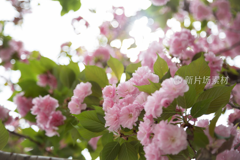 春天树枝上的粉色樱花特写