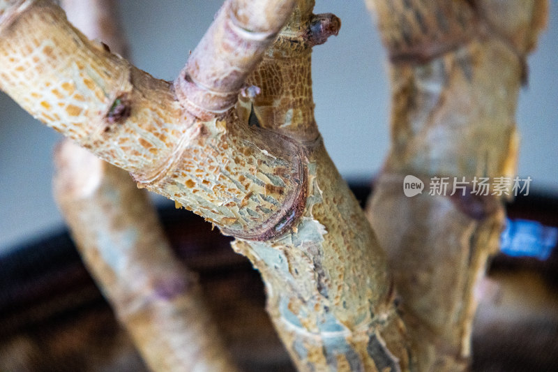 玉树福花金钱树发财树根茎