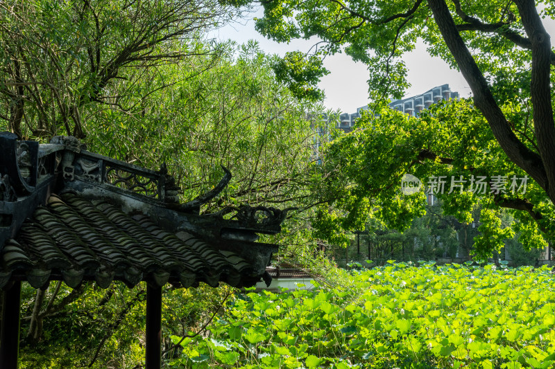 上海松江醉白池公园风景