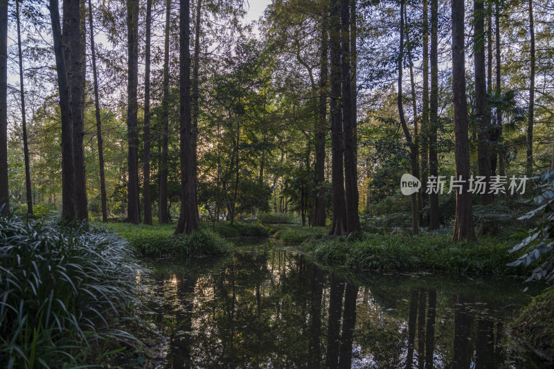 杭州西湖风景区曲院风荷风景