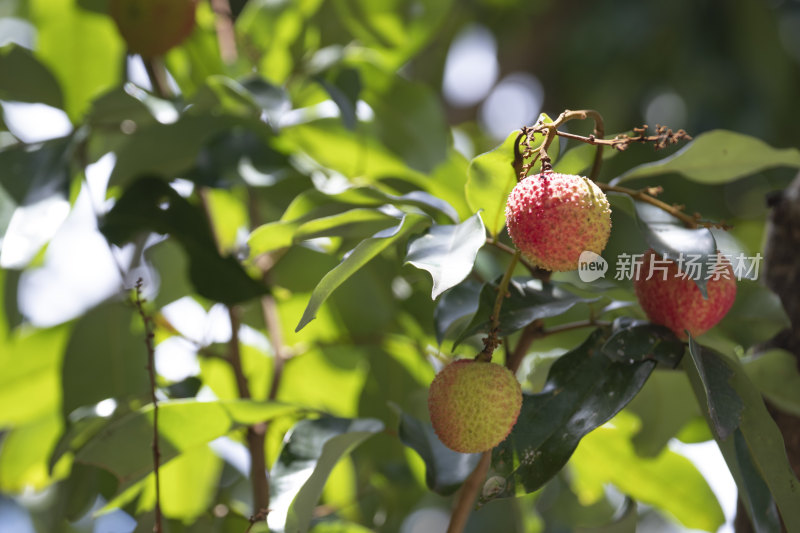 水果荔枝