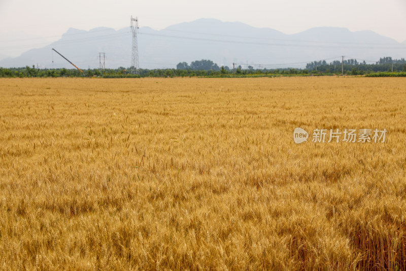 麦田麦子地成熟的小麦