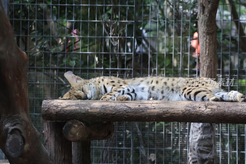 动物园内薮猫躺卧休憩画面