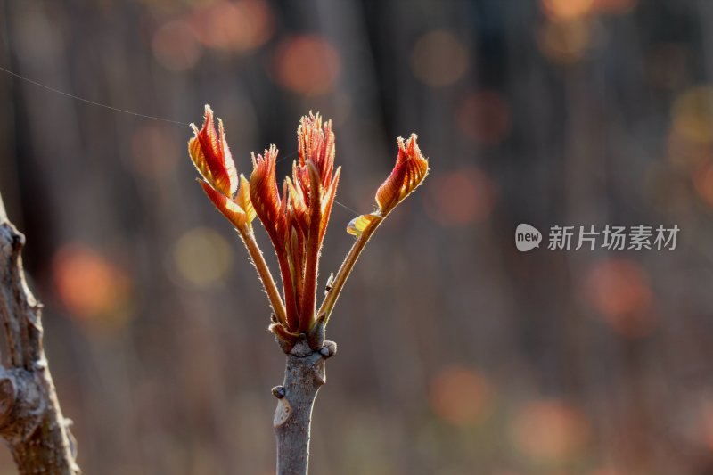 香椿芽春天