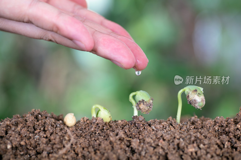 一只手再给一路生长的植物浇水