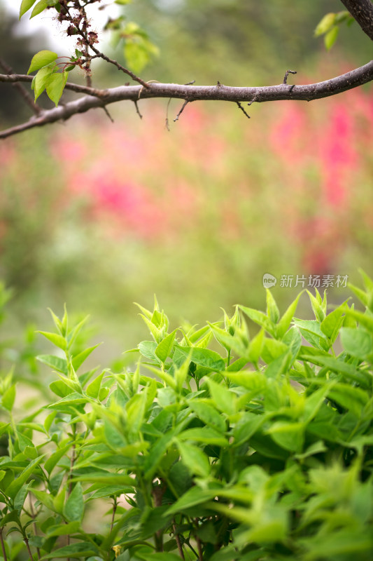 旺盛的绿植特写碧绿的叶子