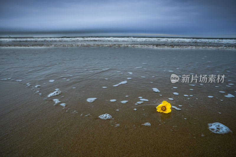 海边沙滩上的一朵黄色小花