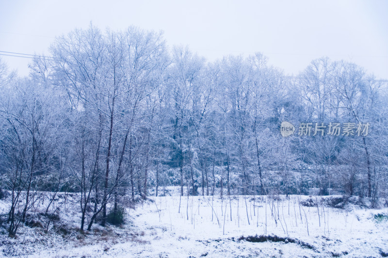 冰雪覆盖的冬日森林