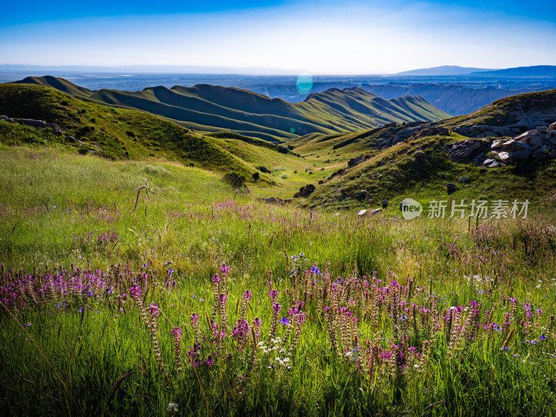 青海高山牧场