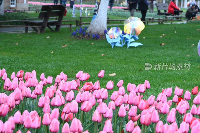 南京市绿博园荷兰园郁金香