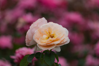 玫瑰花、月季花