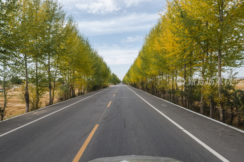 秋日林荫公路风景