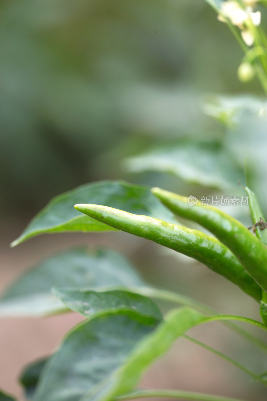 挂满枝头的朝天椒特写镜头