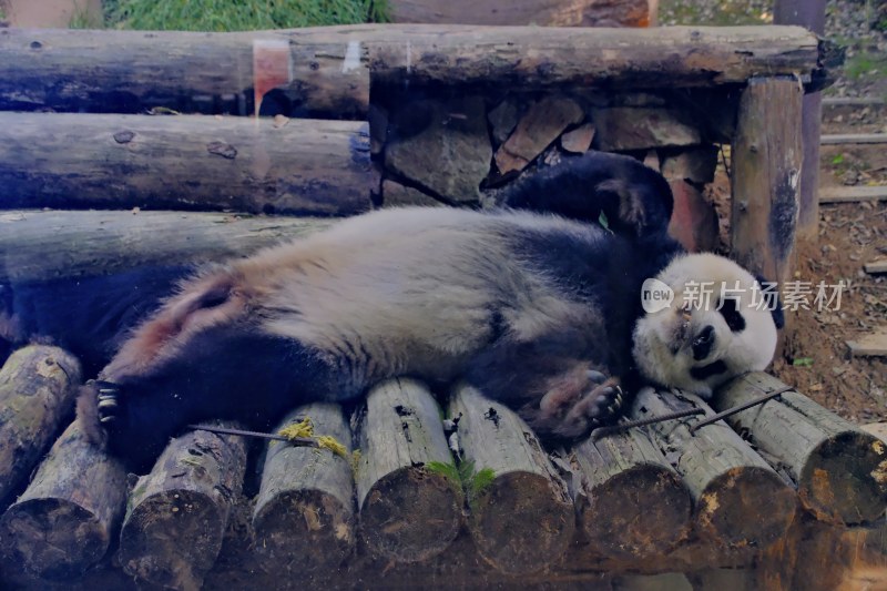 紫清湖动物园的大熊猫暖暖等