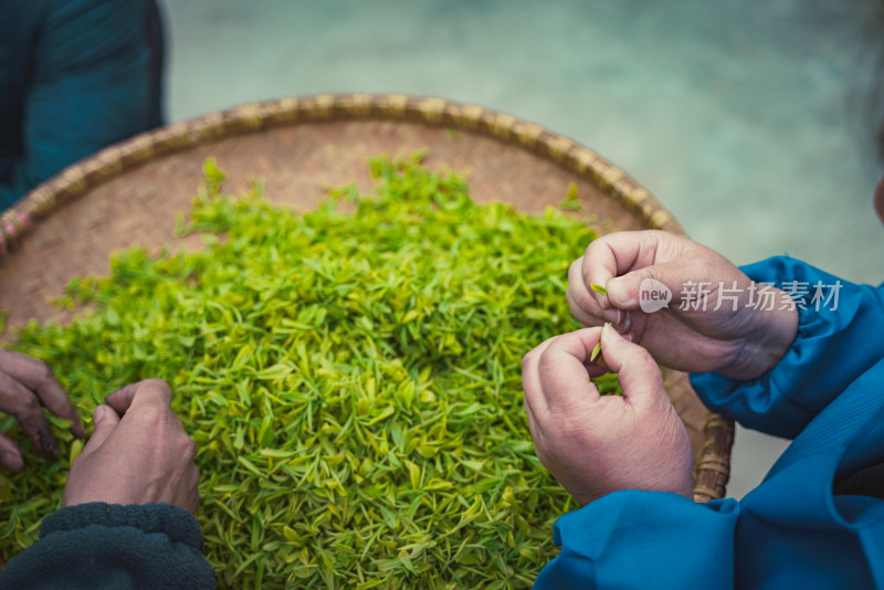 特写新鲜茶叶素材