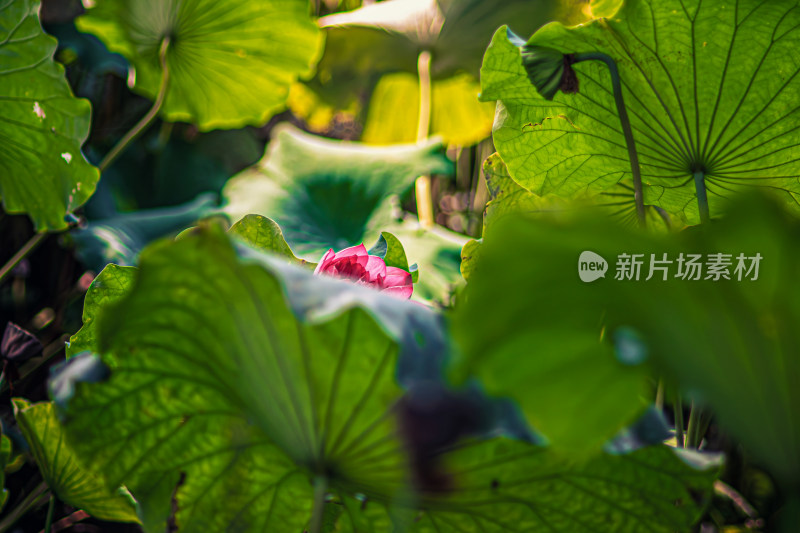 雨后荷花上的水珠