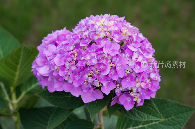 大连英歌石植物园绣球花特写