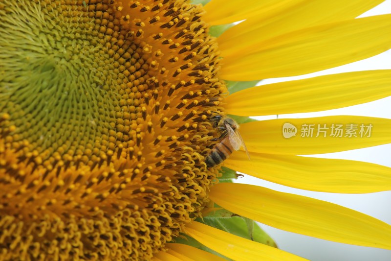 大片向日葵花田绿叶黄花生机勃勃