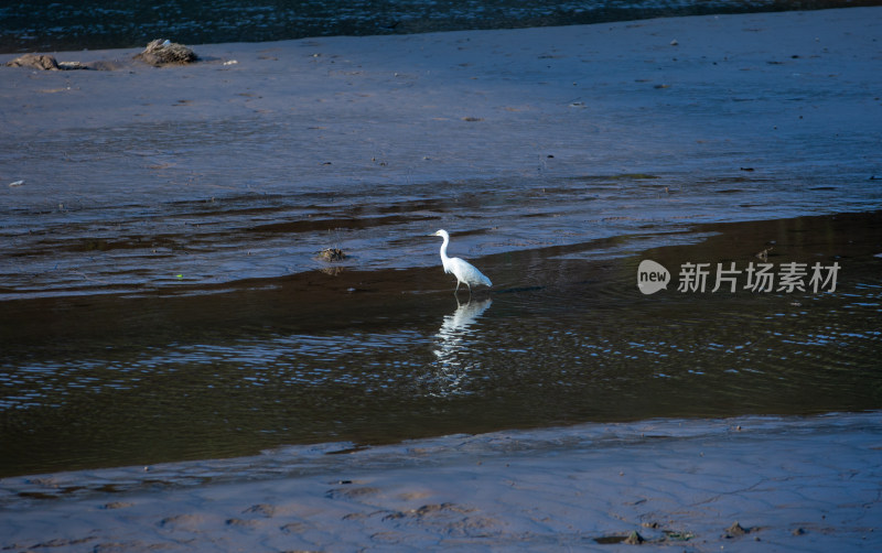 白鹭在溪边嬉戏、觅食