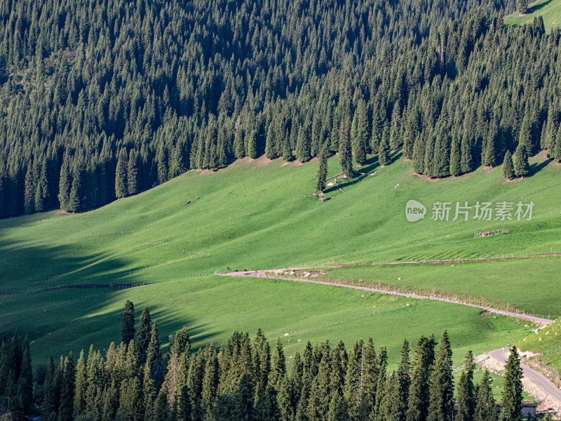 夏天新疆伊犁草原森林的大自然风景