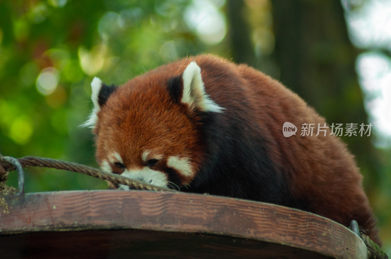 动物园的小熊猫