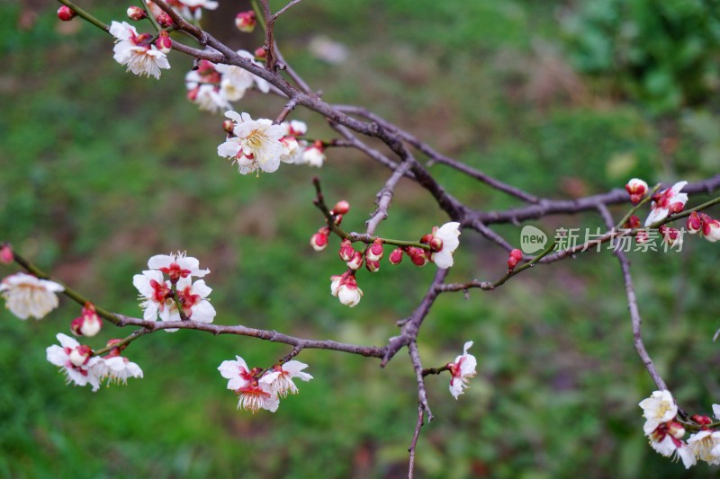 梅与梅花 南京梅花山