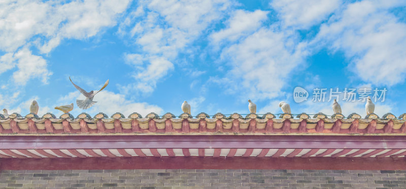 佛山市顺峰山公园宝林寺内的鸽子