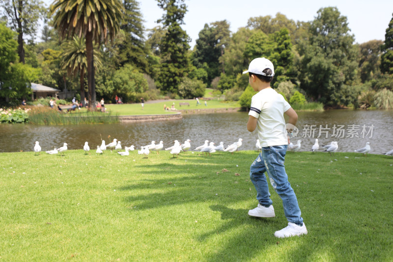 可爱的男孩在湖边的草地上与水鸟玩耍