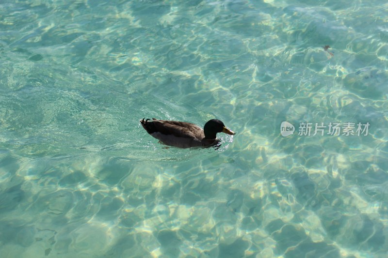 碧绿的水池里一只鸭子在游泳